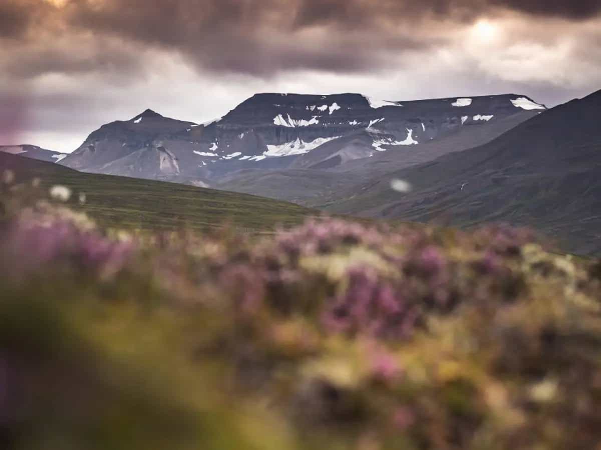 tundra siberiana riscaldamento globale