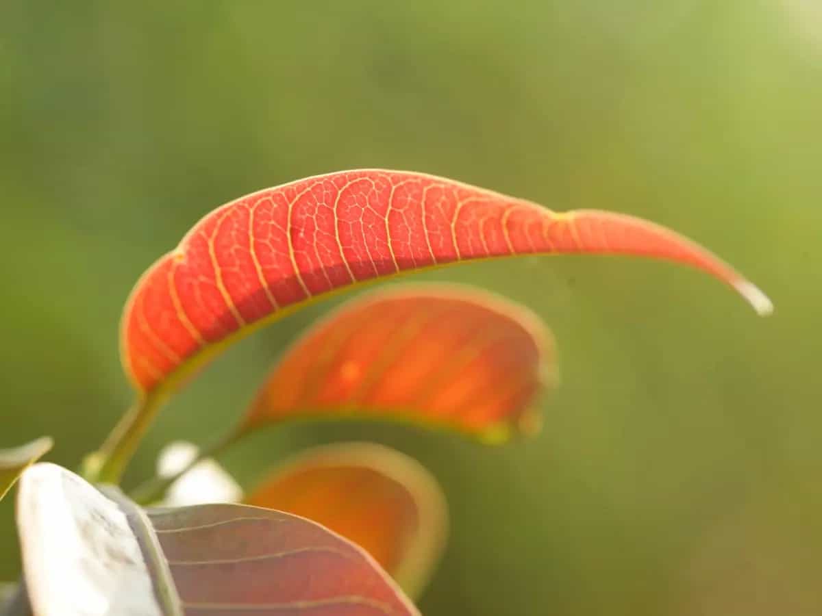 Fotosintesi artificiale