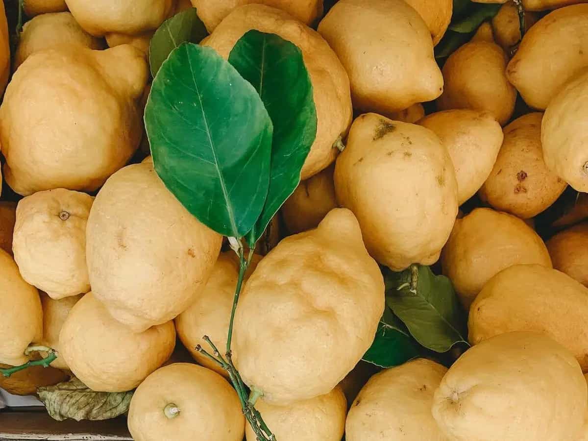 cedro proprietà