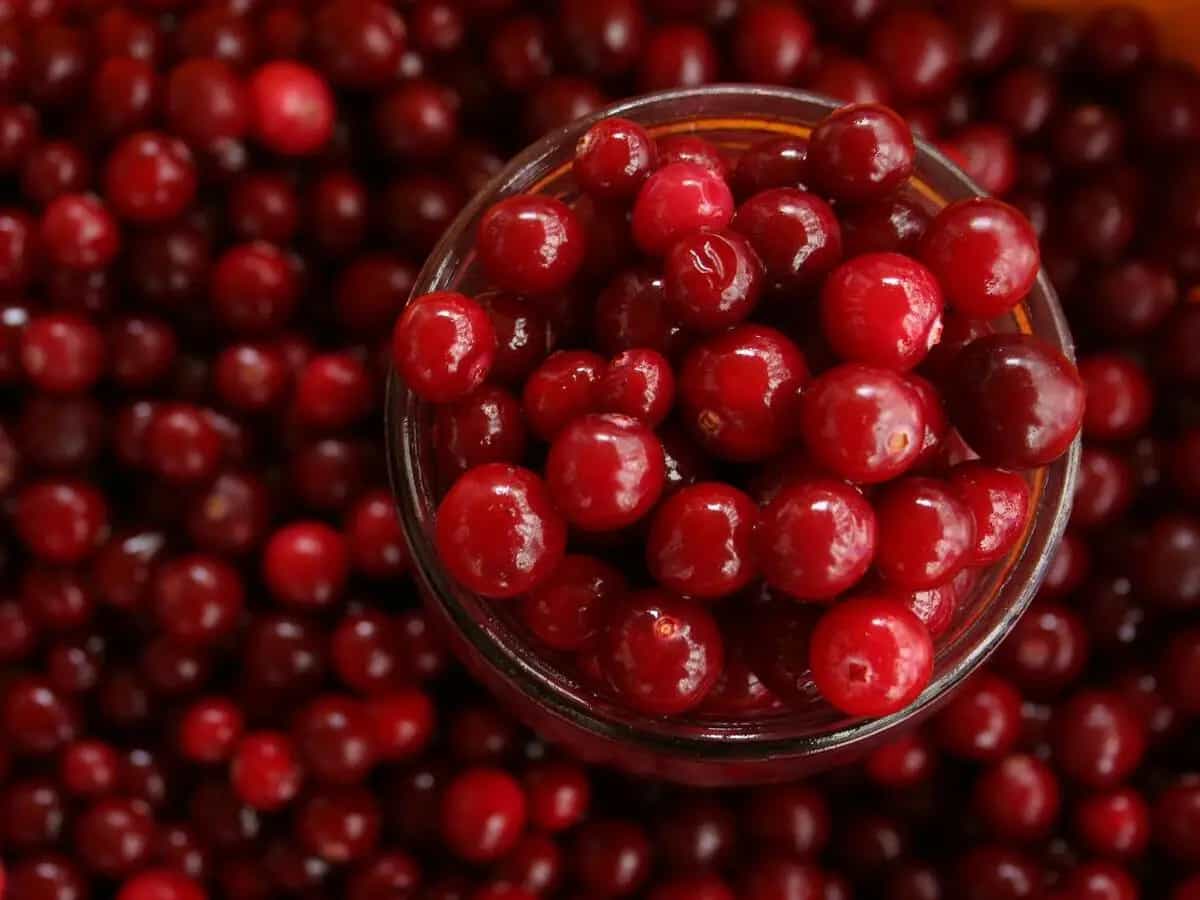 differenza mirtillo rosso e cranberry