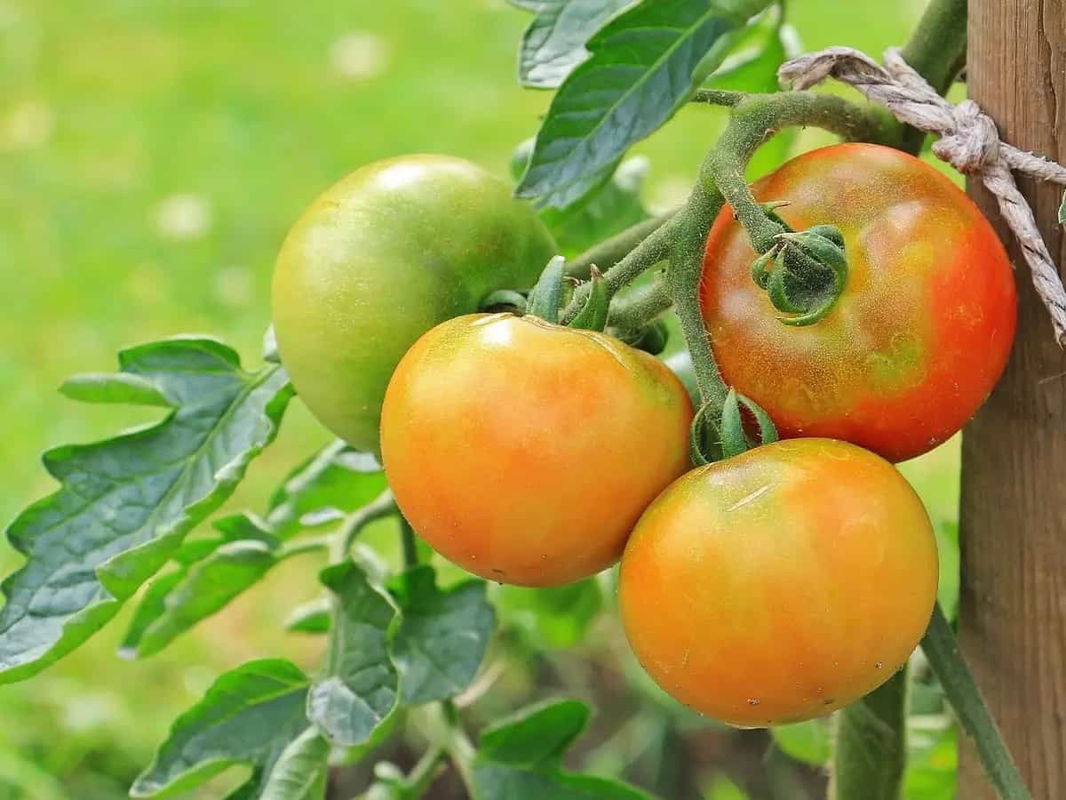 differenza pomodoro determinato e indeterminato
