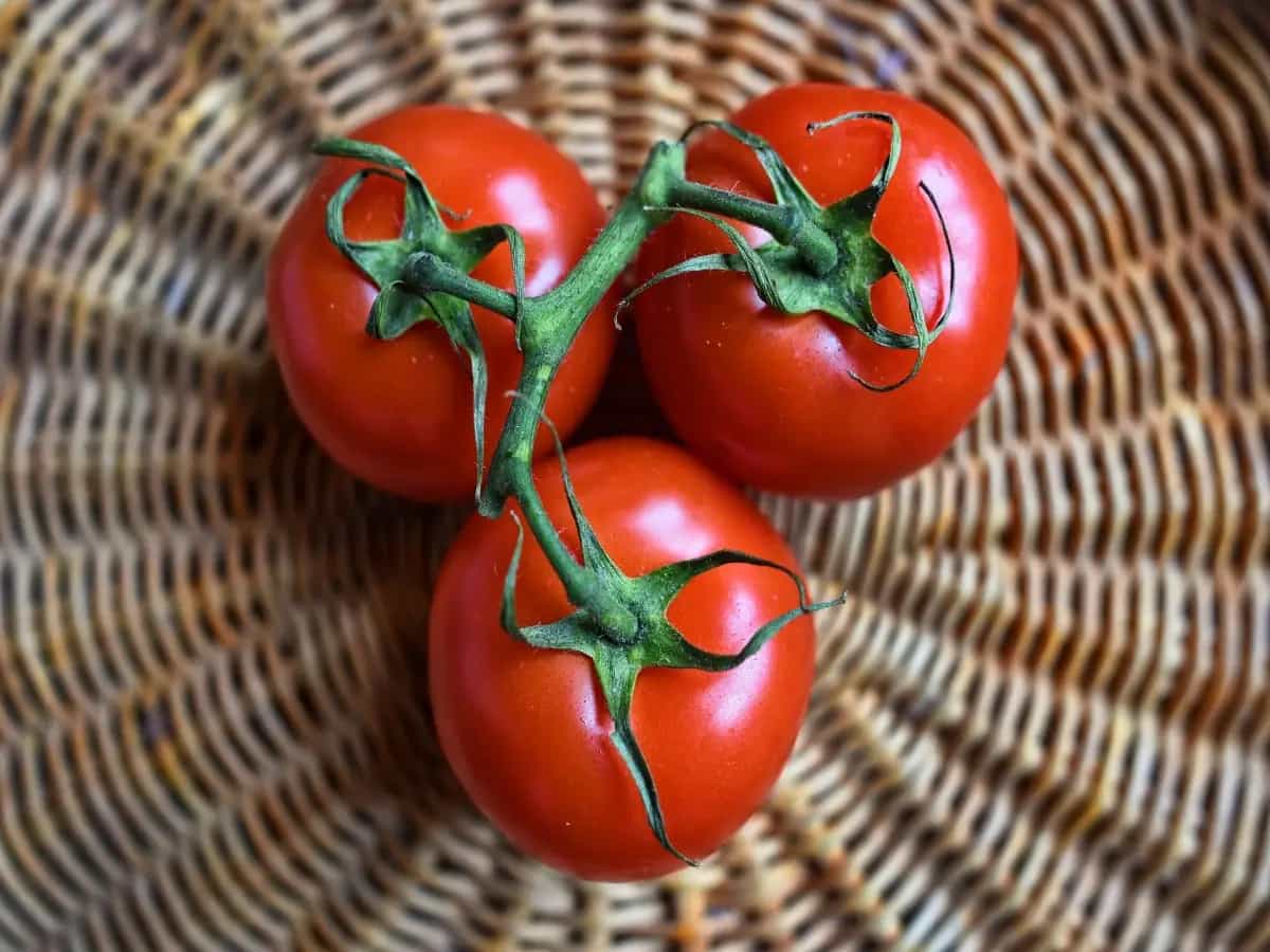 Differenza pomodoro ciliegino e datterino