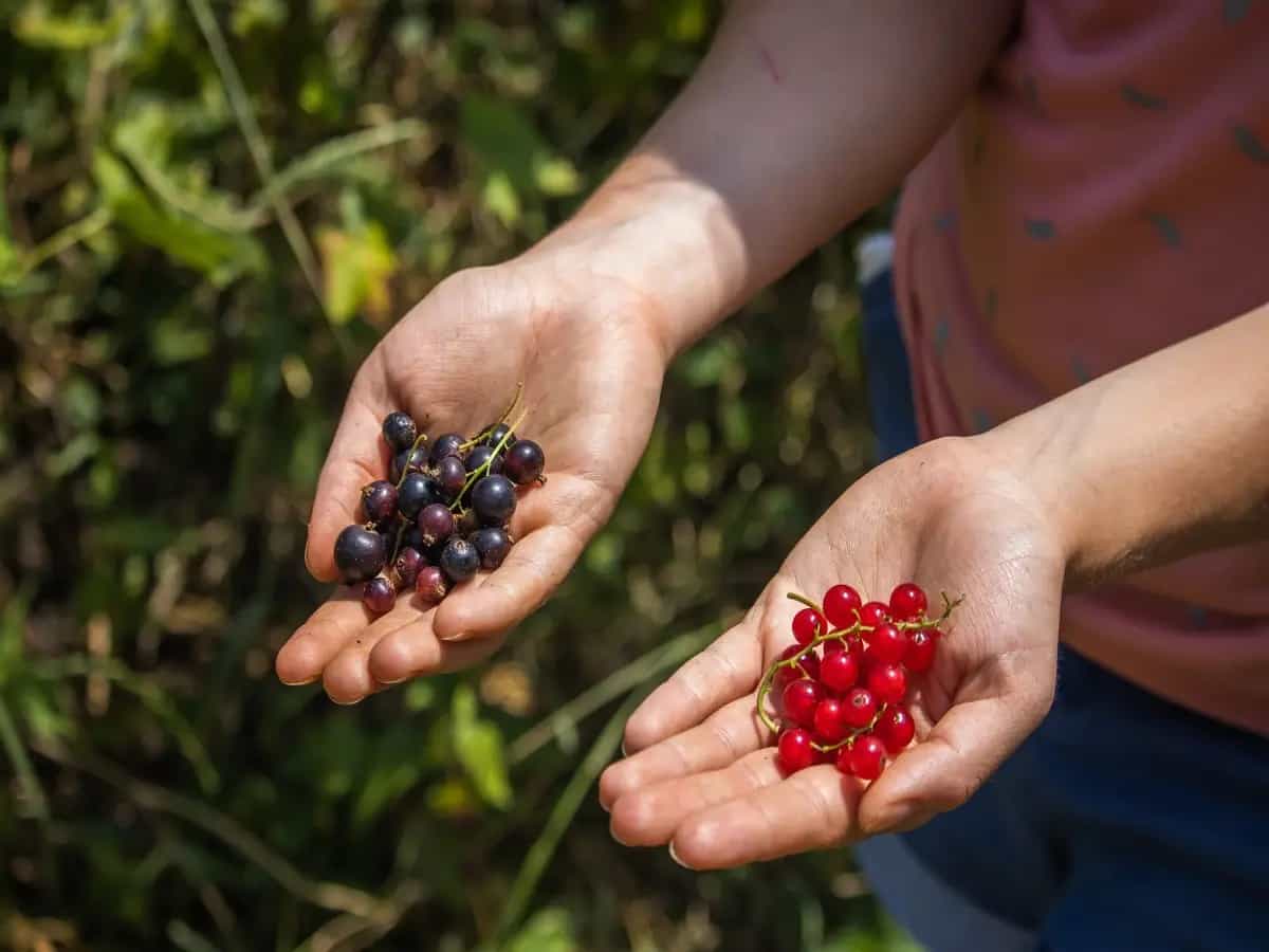 Differenza ribes rosso e ribes nero