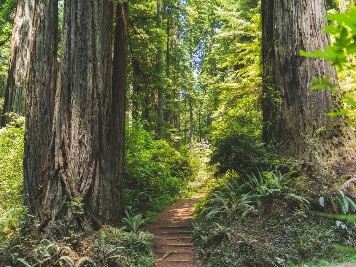 Alberi estinzione Stati Uniti