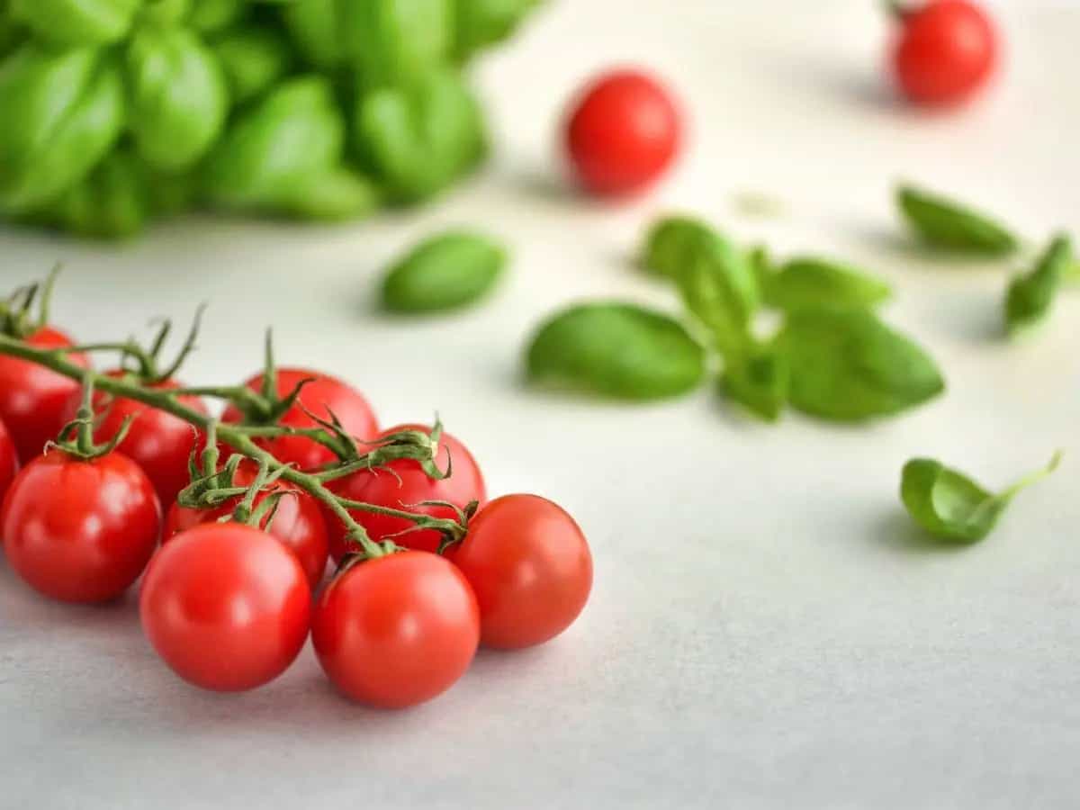 differenza pomodoro ciliegino datterino