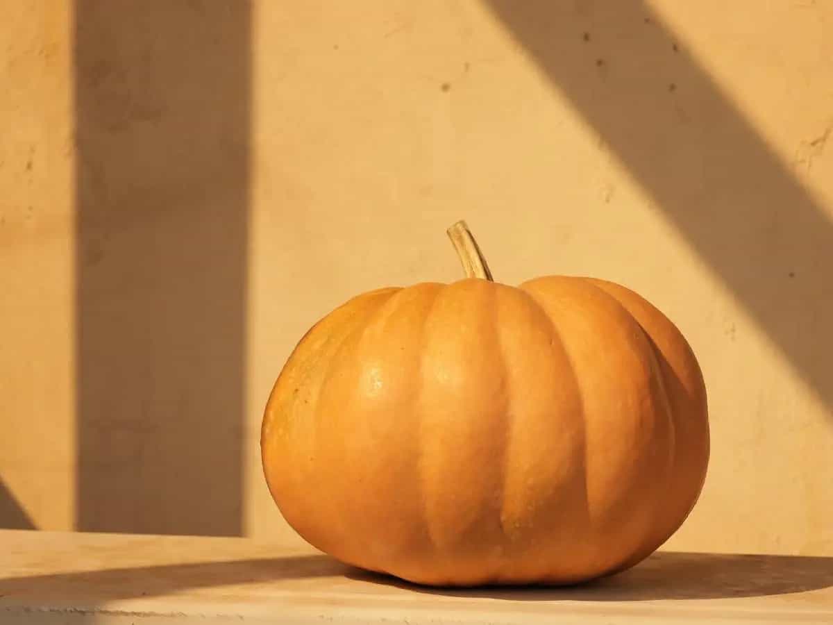 differenza zucca mantovana napoletana