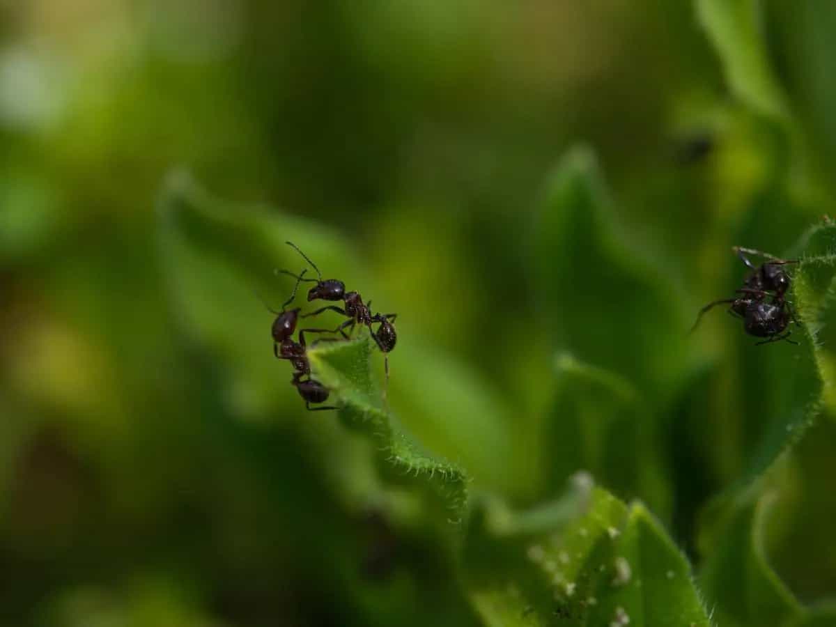 formiche pesticidi
