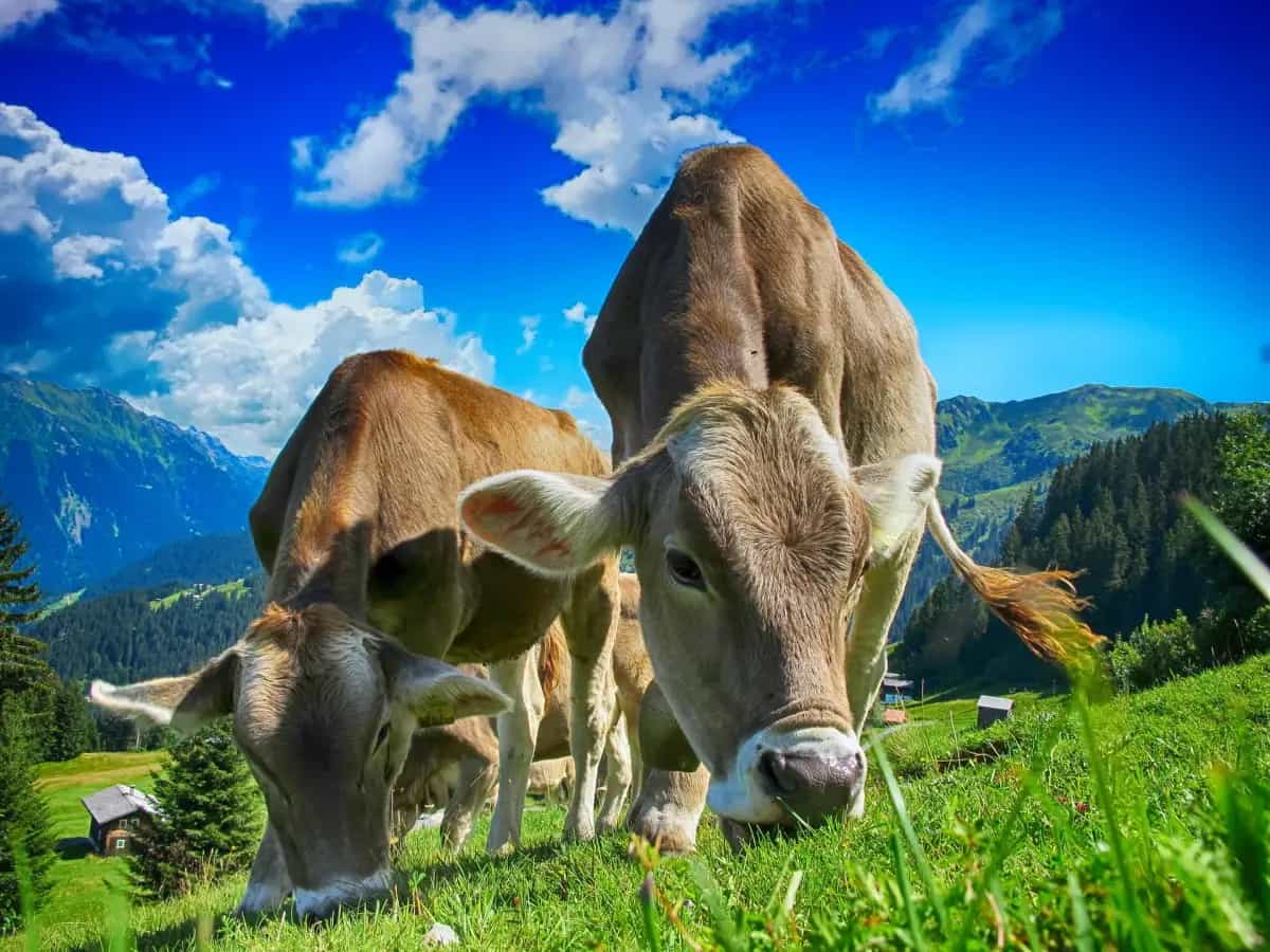 prodotto agricolo piu dannoso allevamento