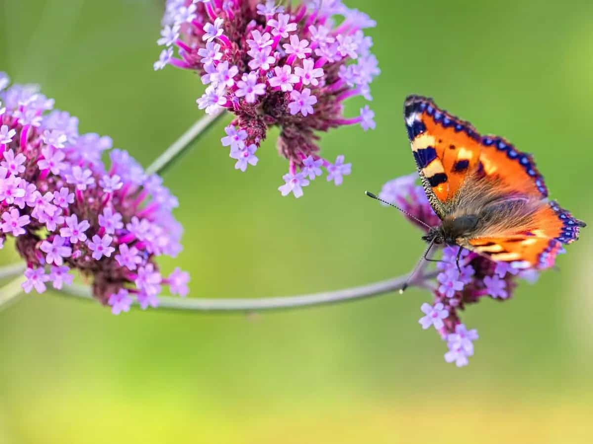 VERBENA ODOROSA