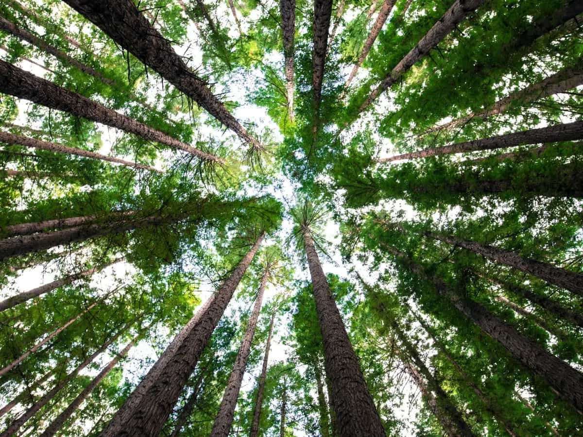 L’albero più anziano del mondo? Ora potrebbe trovarsi in Cile