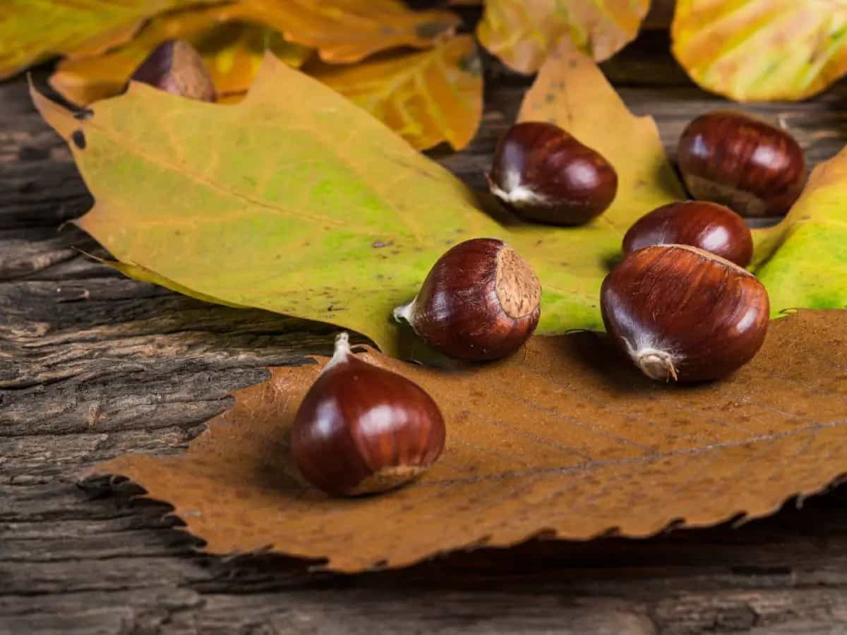 castagne proprietà benefici