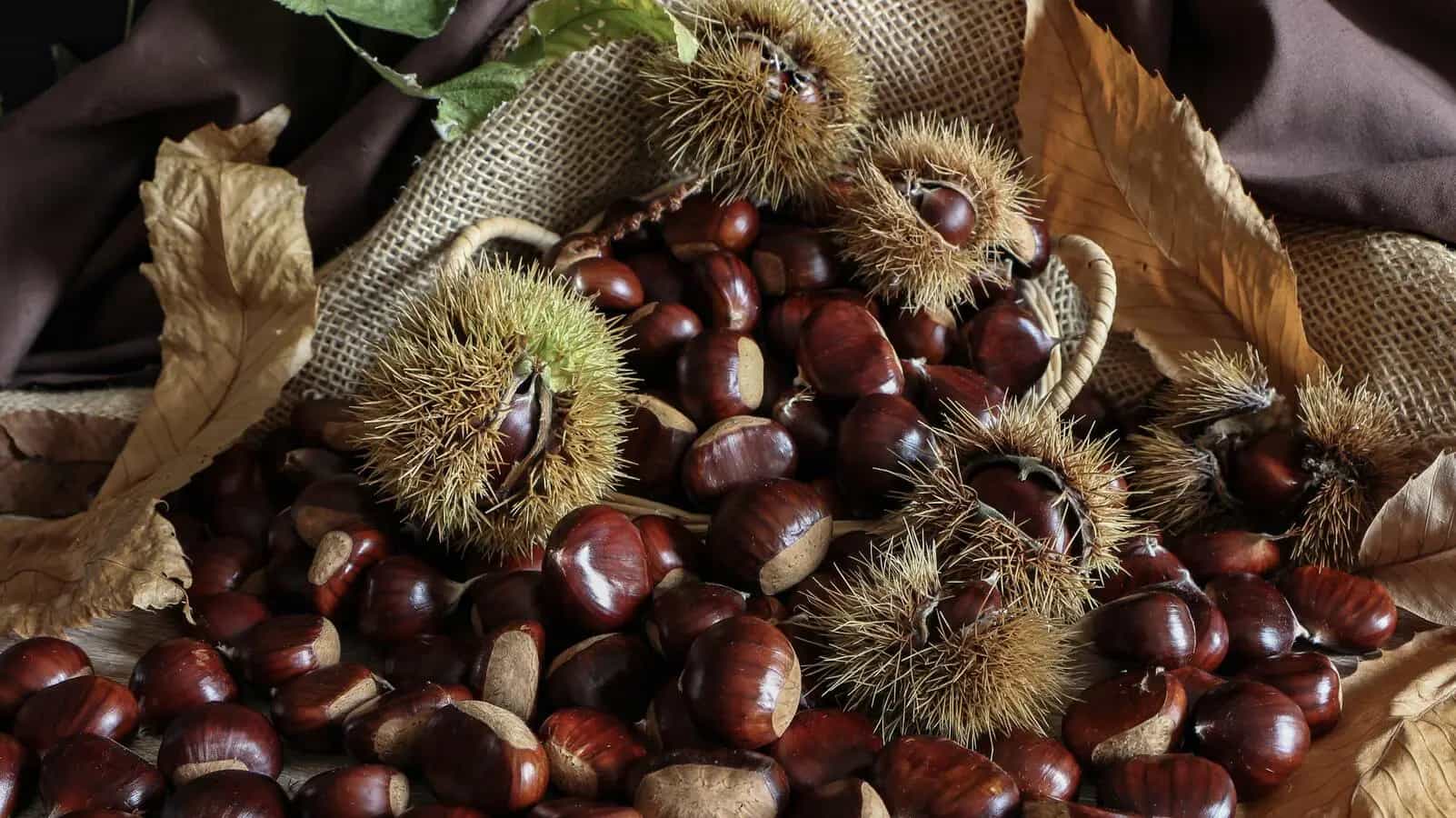 differenza castagne e marroni