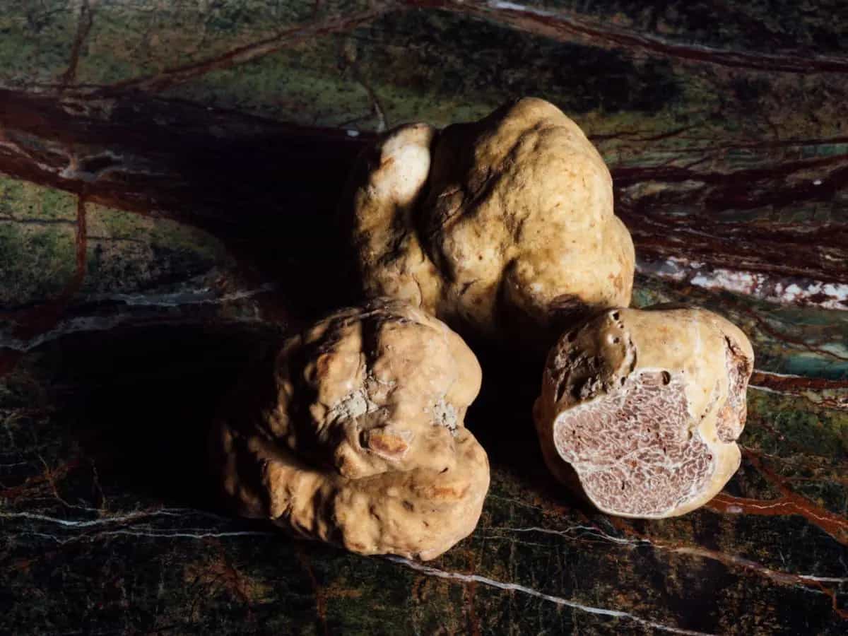 differenza tartufo bianco bianchetto