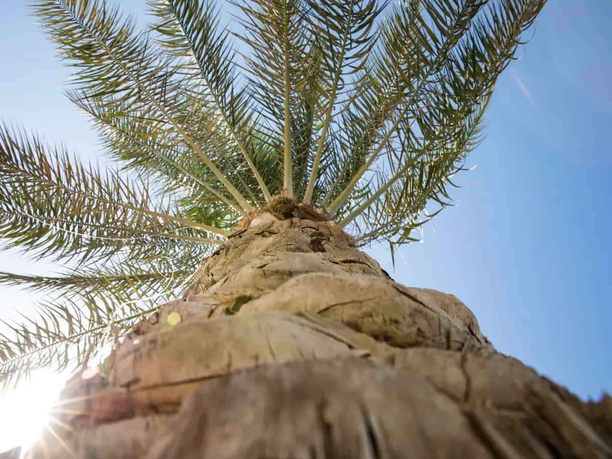 palme rischio estinzione