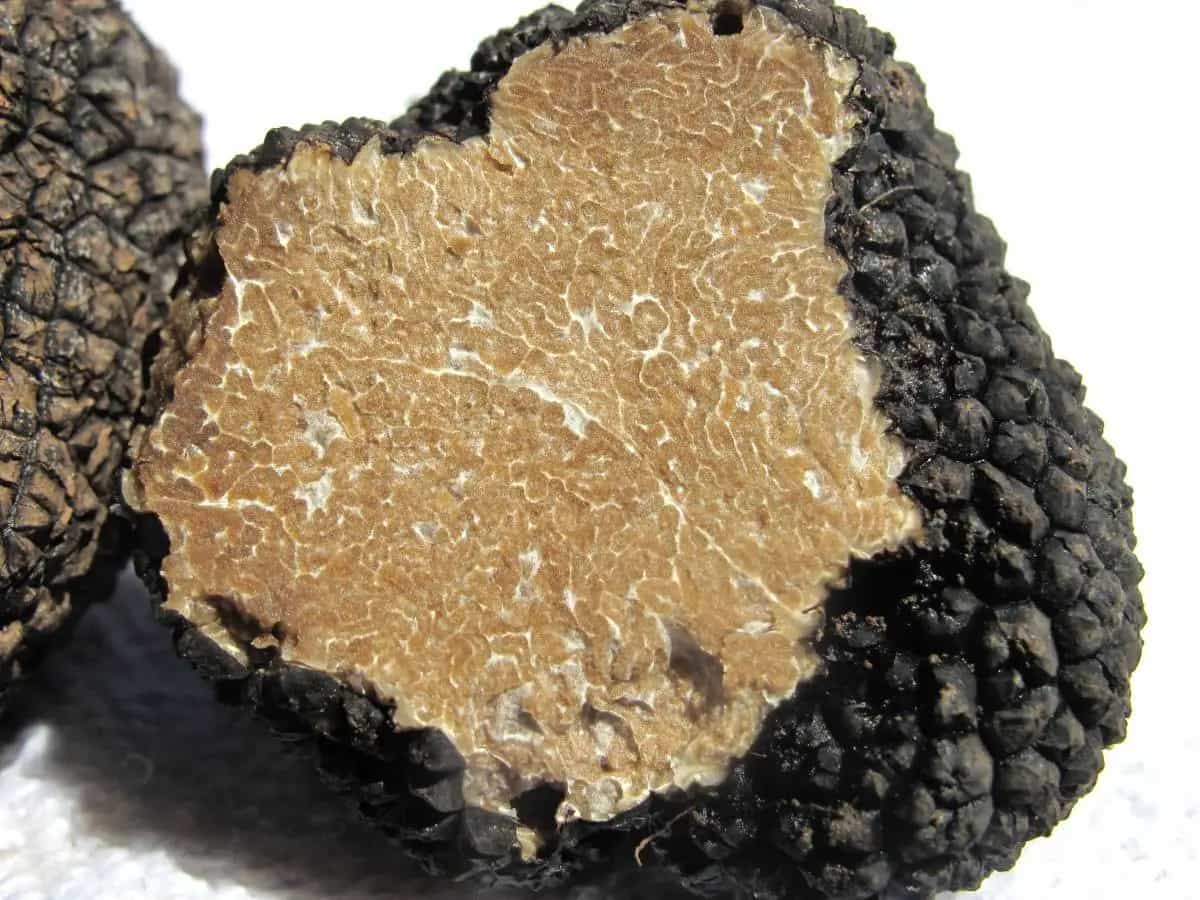 tartufo nero scorzone differenza