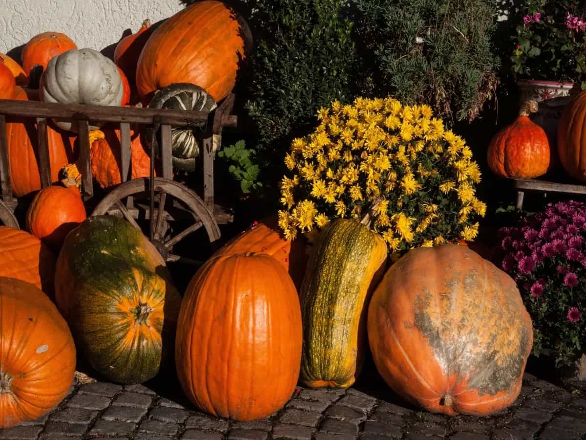 Differenza zucca delica zucca mantovana