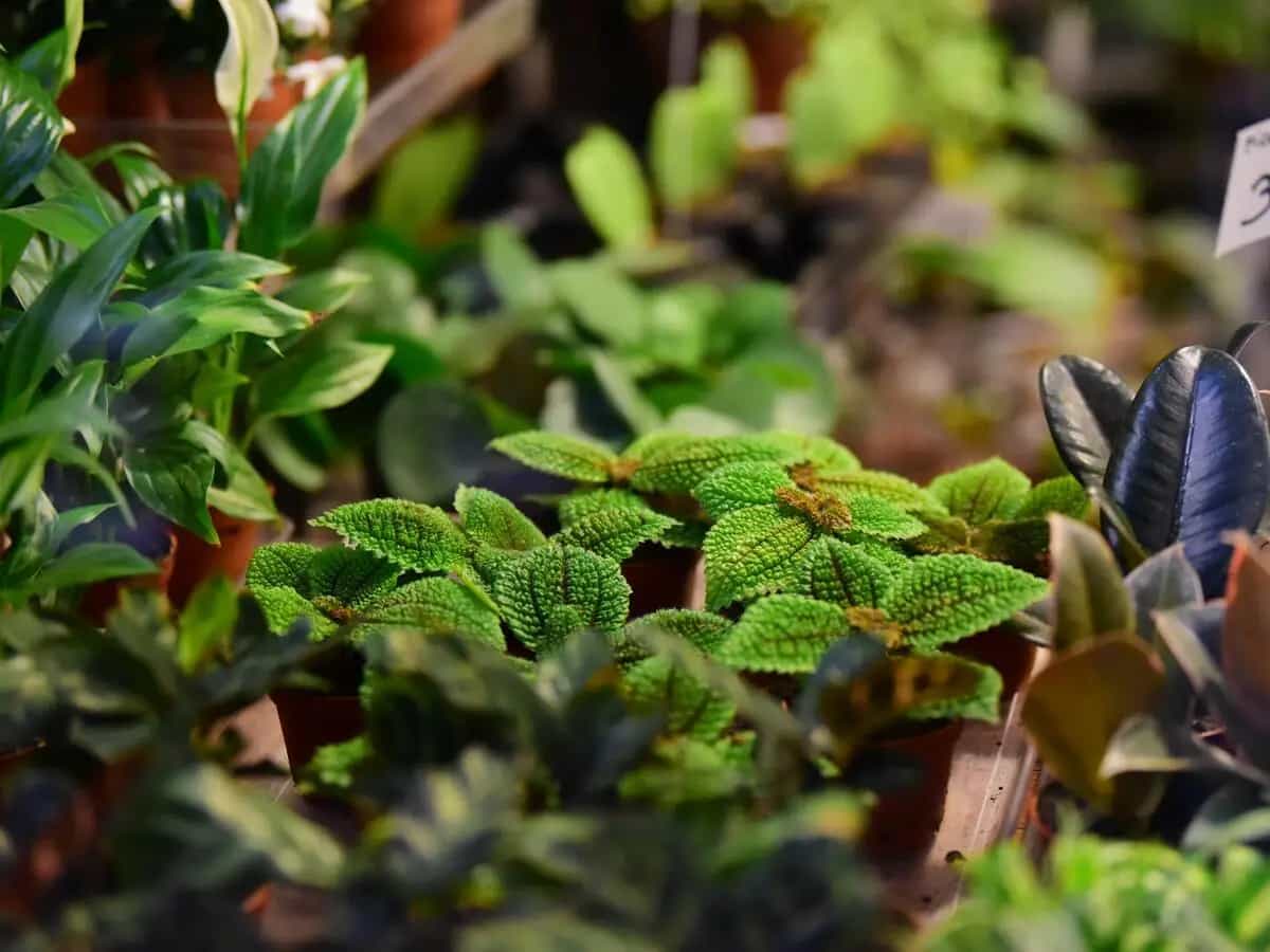 cosa sono le piante officinali