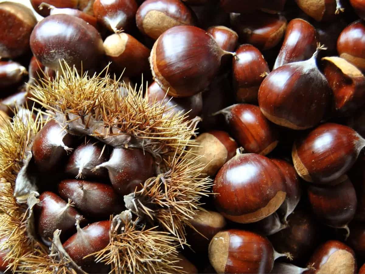 differenza castagne caldarroste marroni