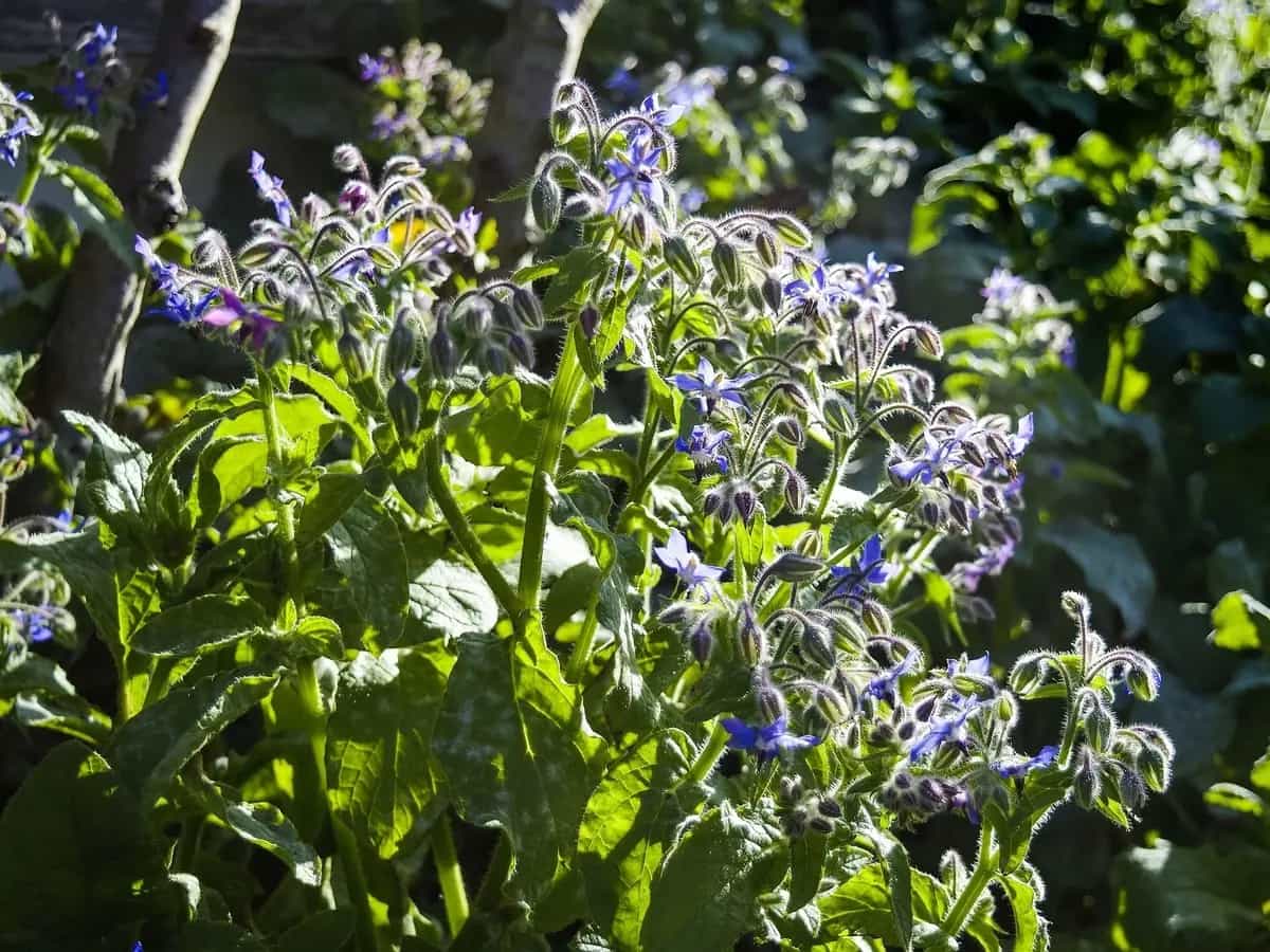 differenza mandragora e borragine