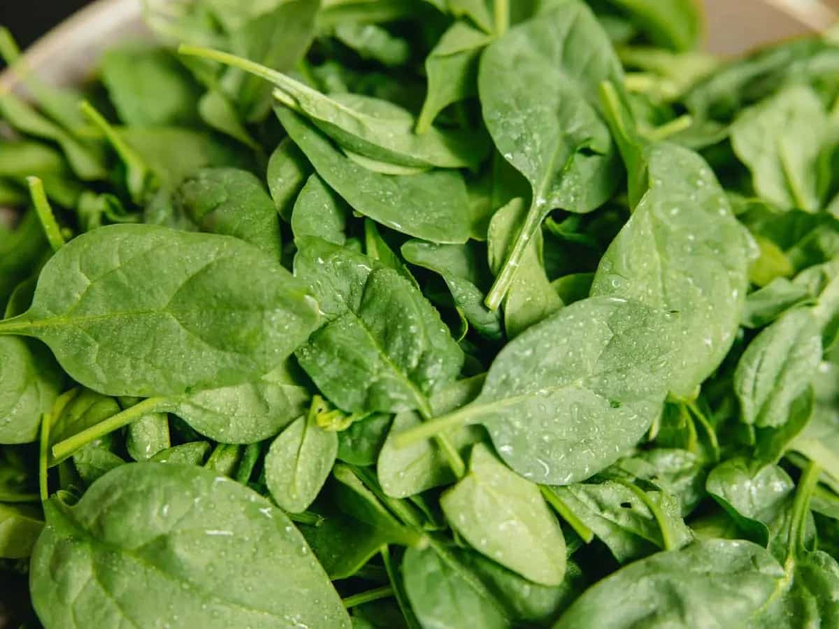 differenza mandragora spinaci