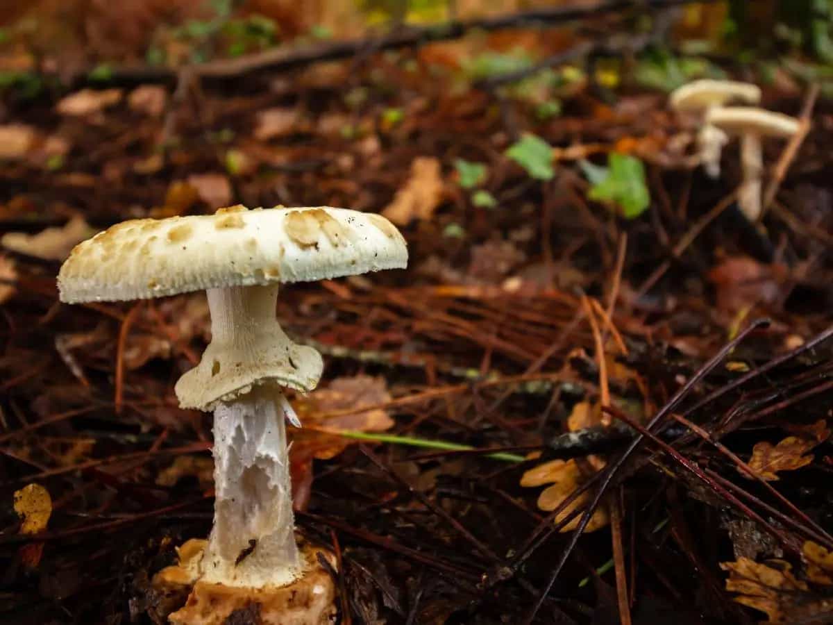 funghi molto velenosi