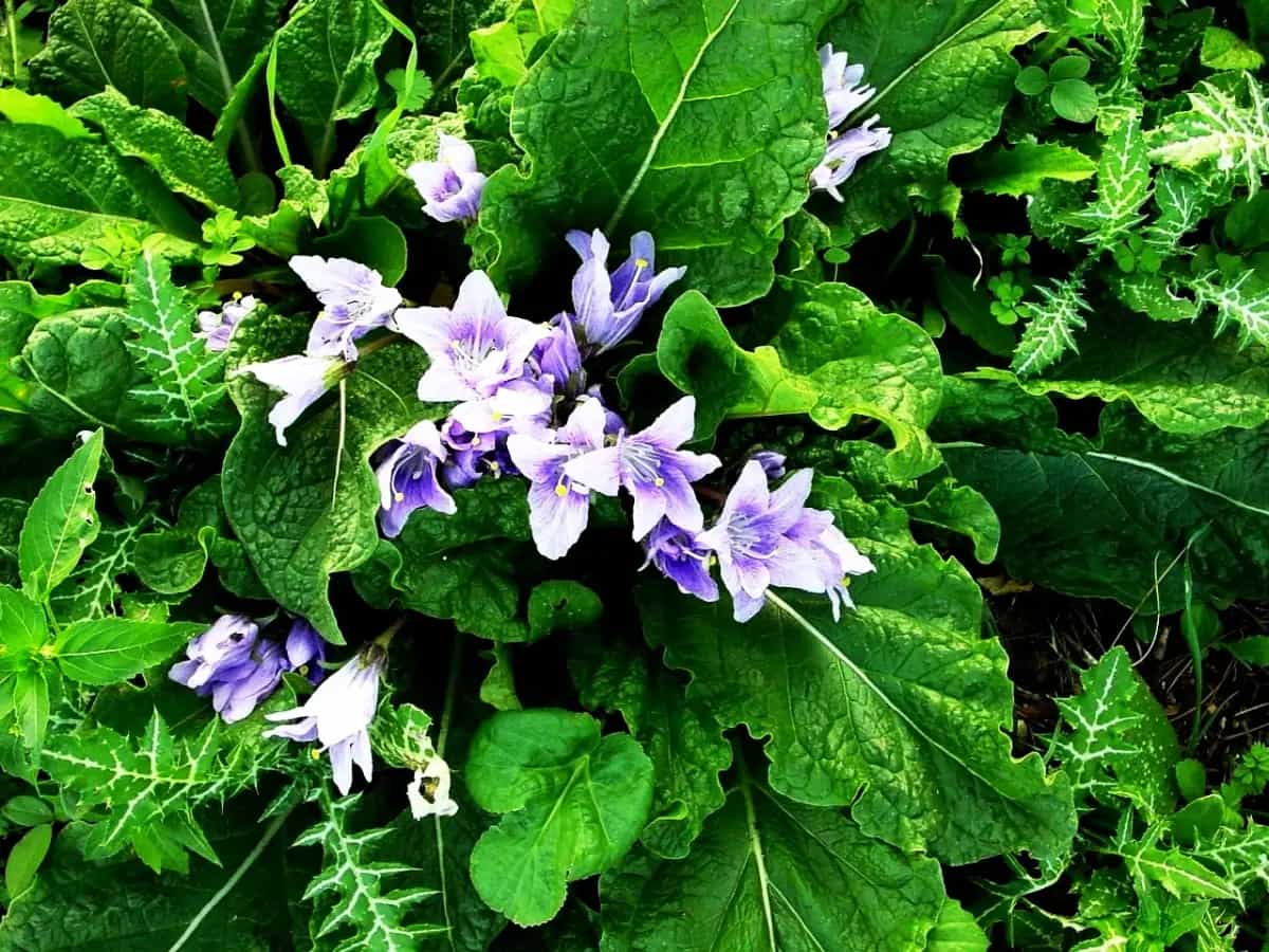 mandragora velenosa