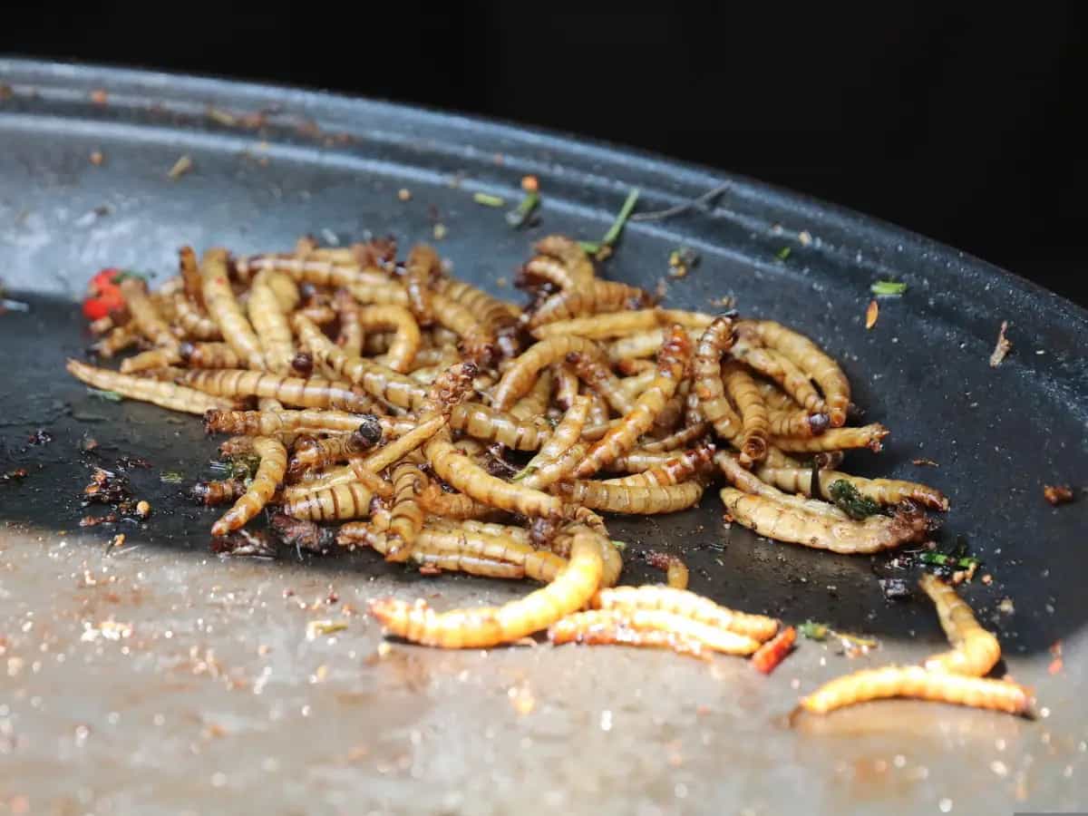mangiare insetti