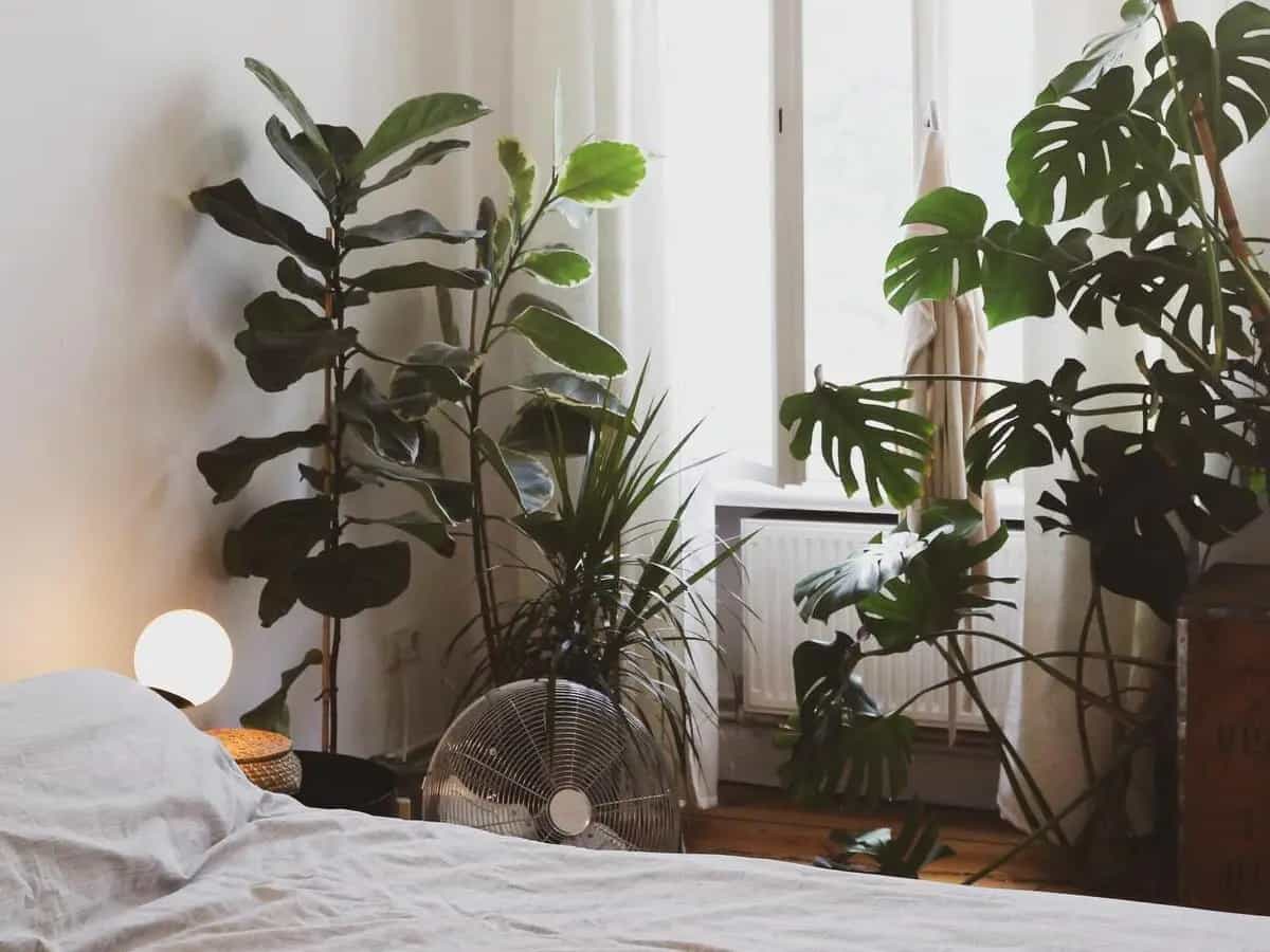 piante in camera da letto