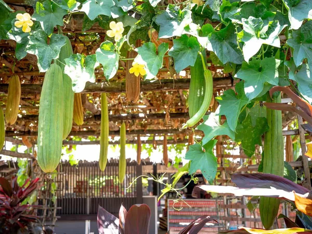 spugna di luffa naturale