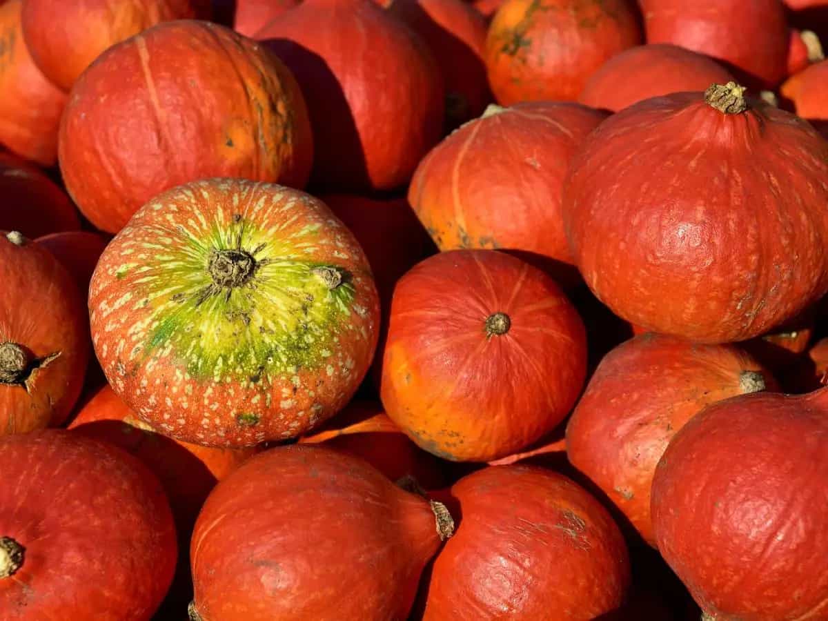 zucca Hokkaido