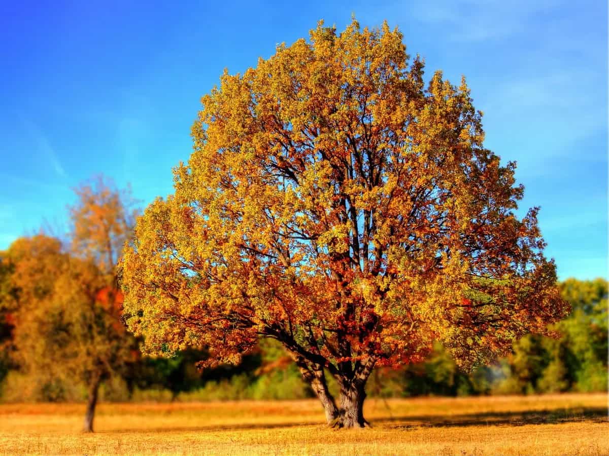 Giornata nazionale degli alberi
