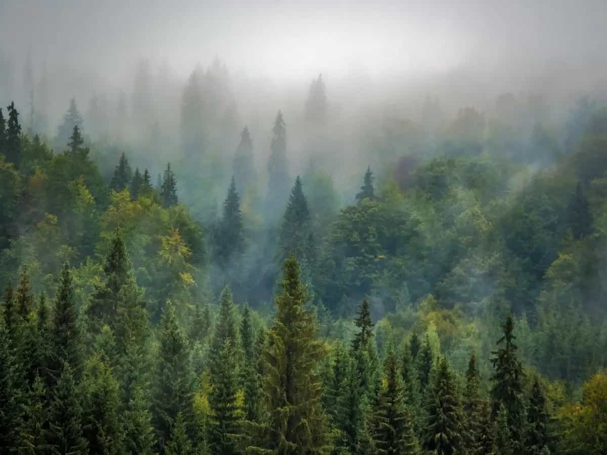 alberi specie più belle