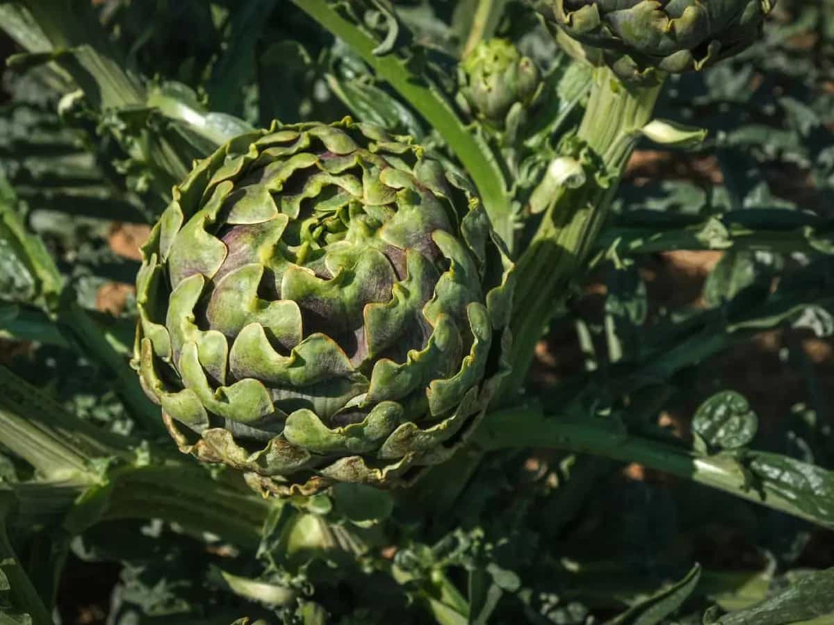 carciofi proprietà benefici