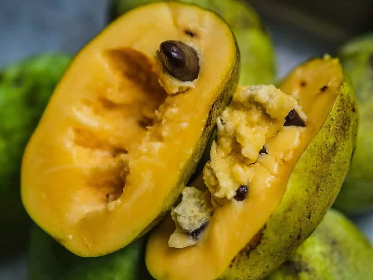 Che frutto è l’asimina o paw paw?