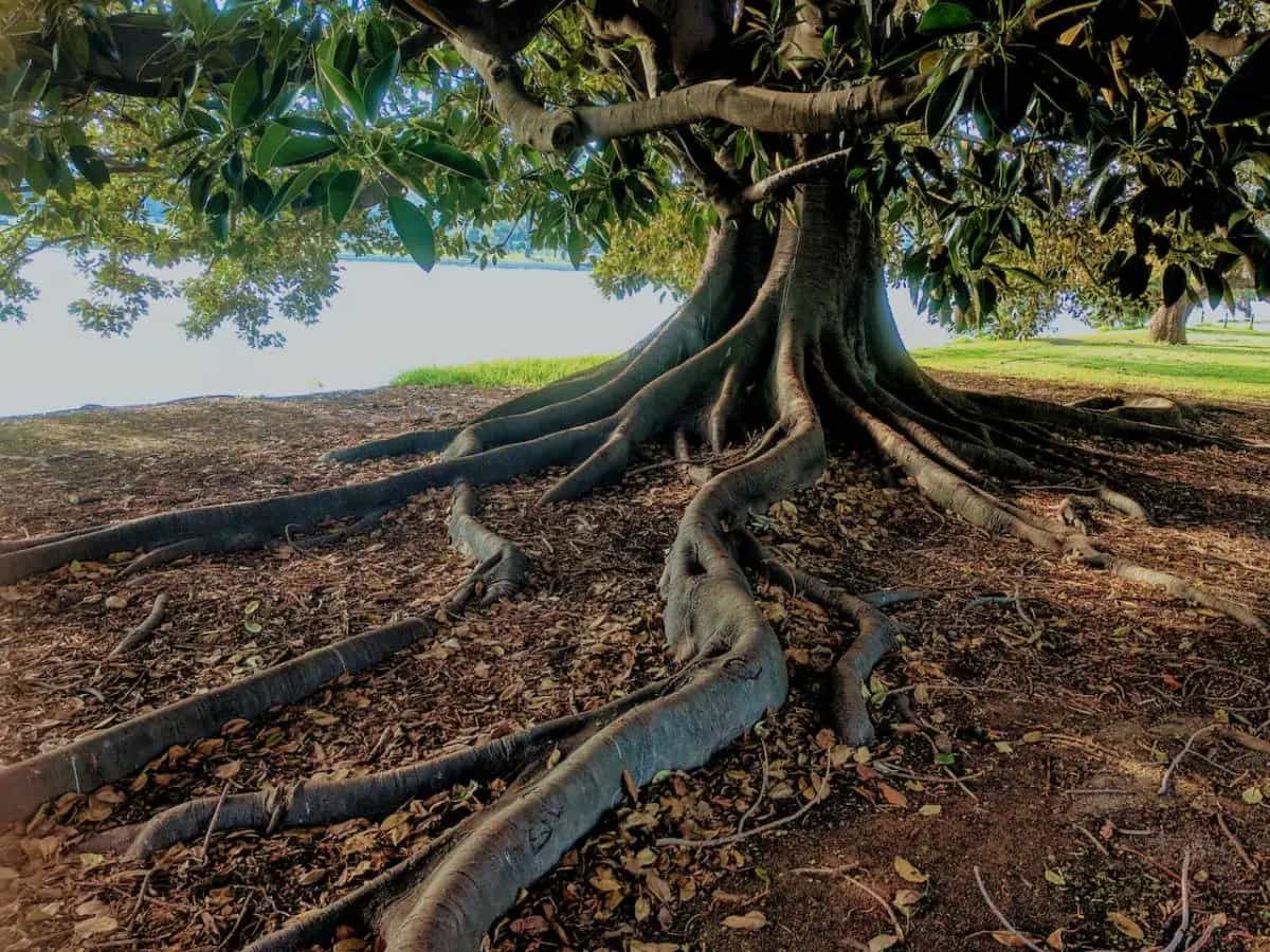 Cos'è Giornata Nazionale degli Alberi