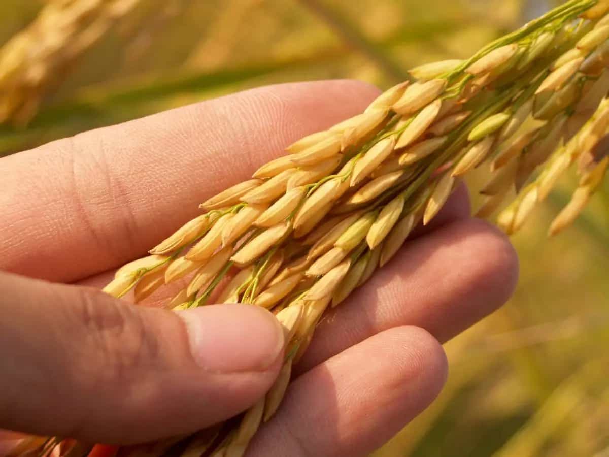 grano cambiamenti climatici