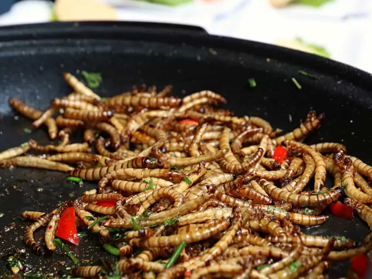 insetti fonte di proteine