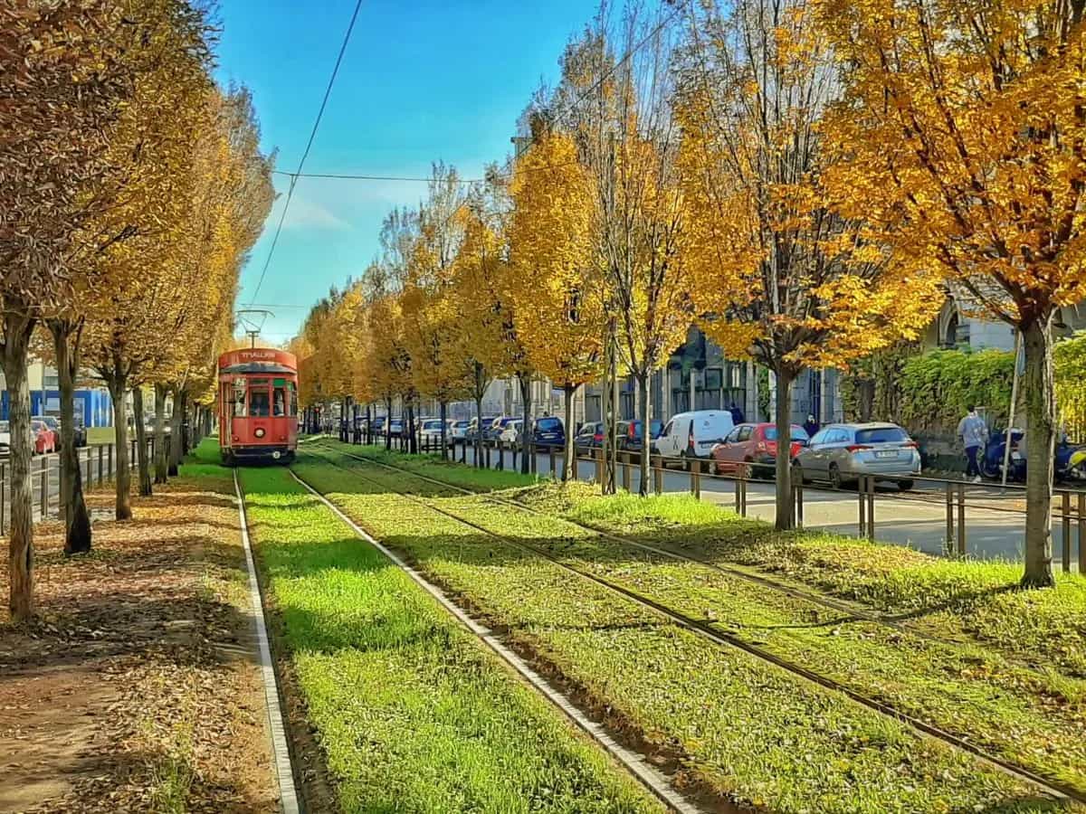 Milano sperimenta il fitorisanamento, la bonifica dei suoli con le piante