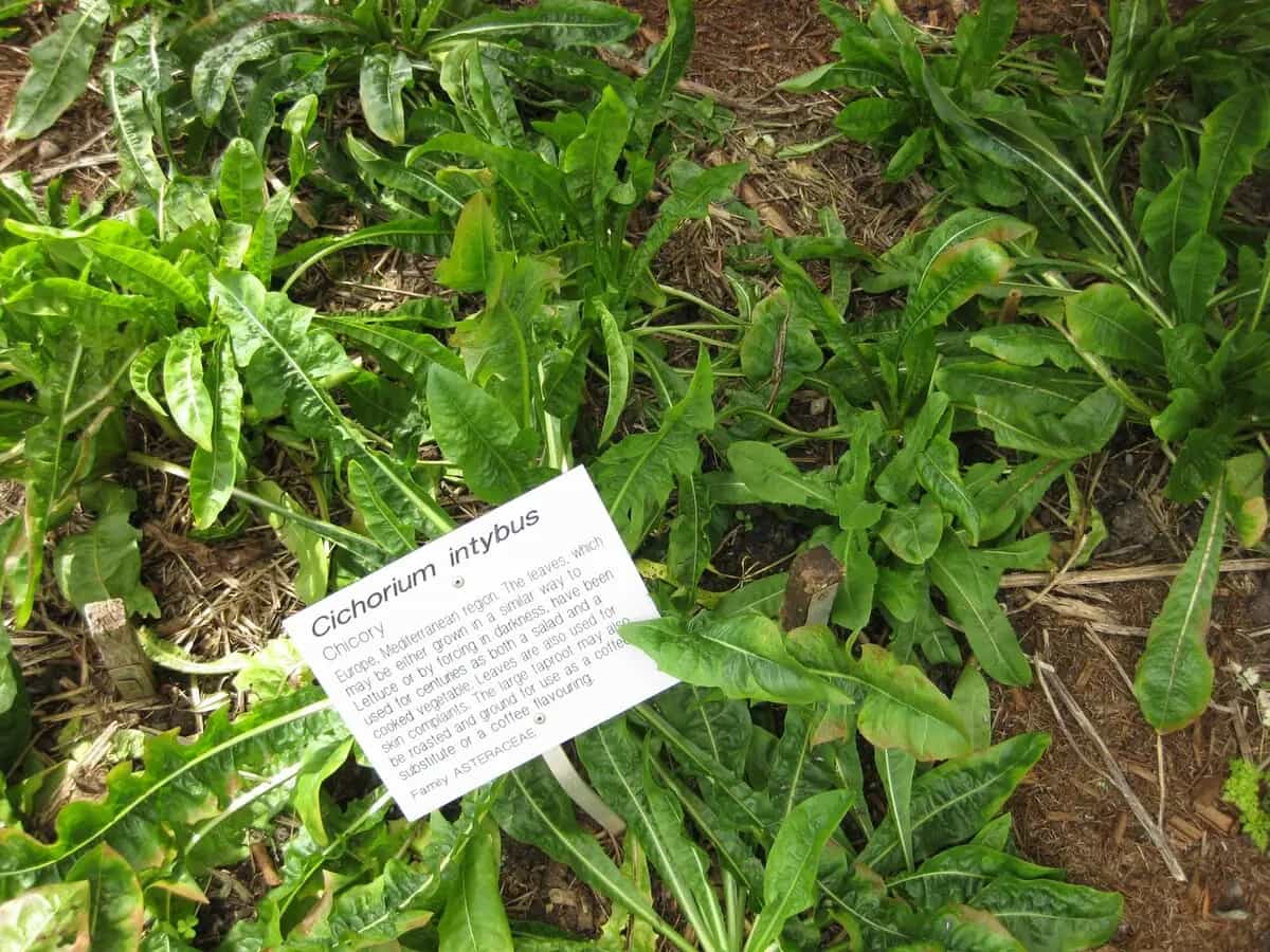 perchè cicoria amara