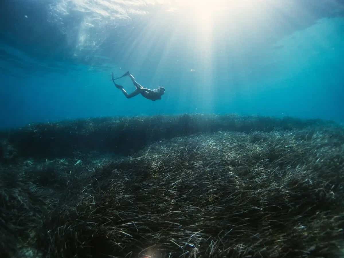 Scoperto la più grande prateria sottomarina sulla Terra grazie agli squali