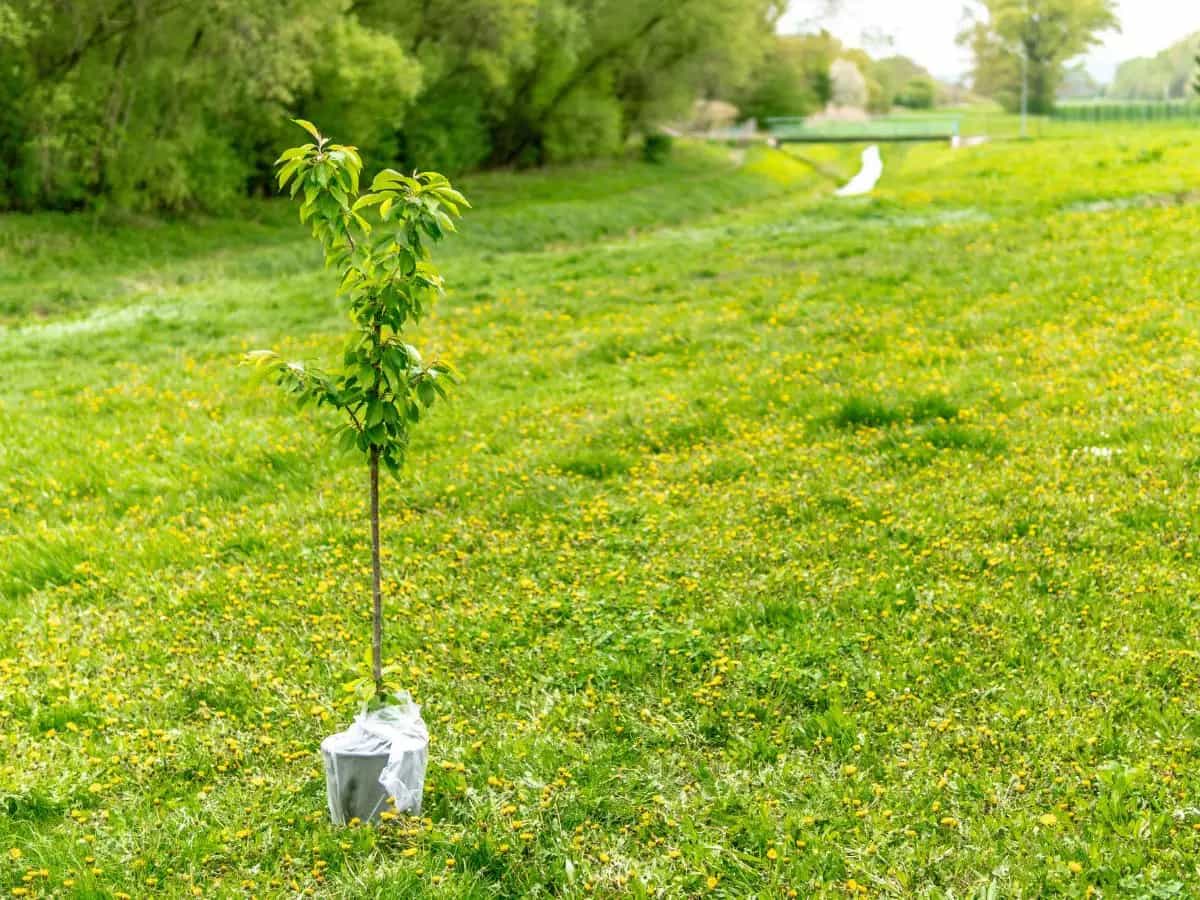 Perché molti progetti di riforestazione stanno diventando un fallimento