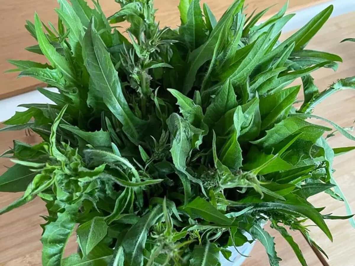 puntarelle cosa sono