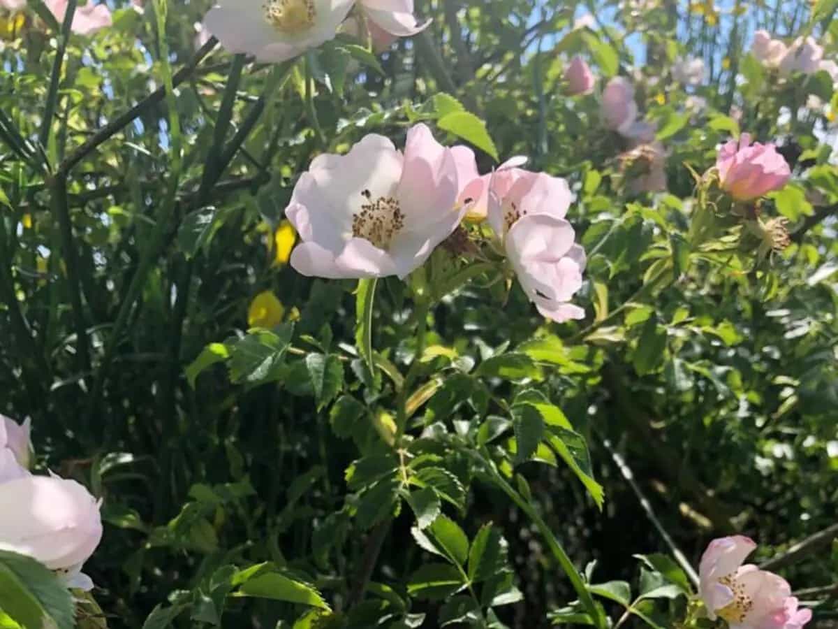 rosa canina benefici