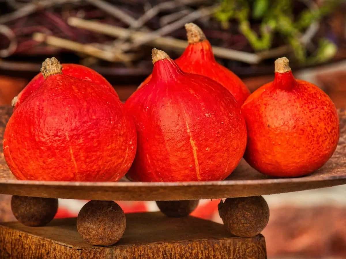 Zucca Hokkaido, che sapore ha?