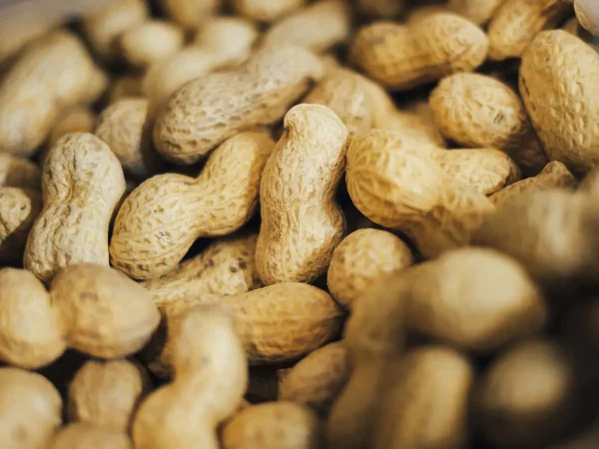Arachidi: sono legumi o frutta secca?