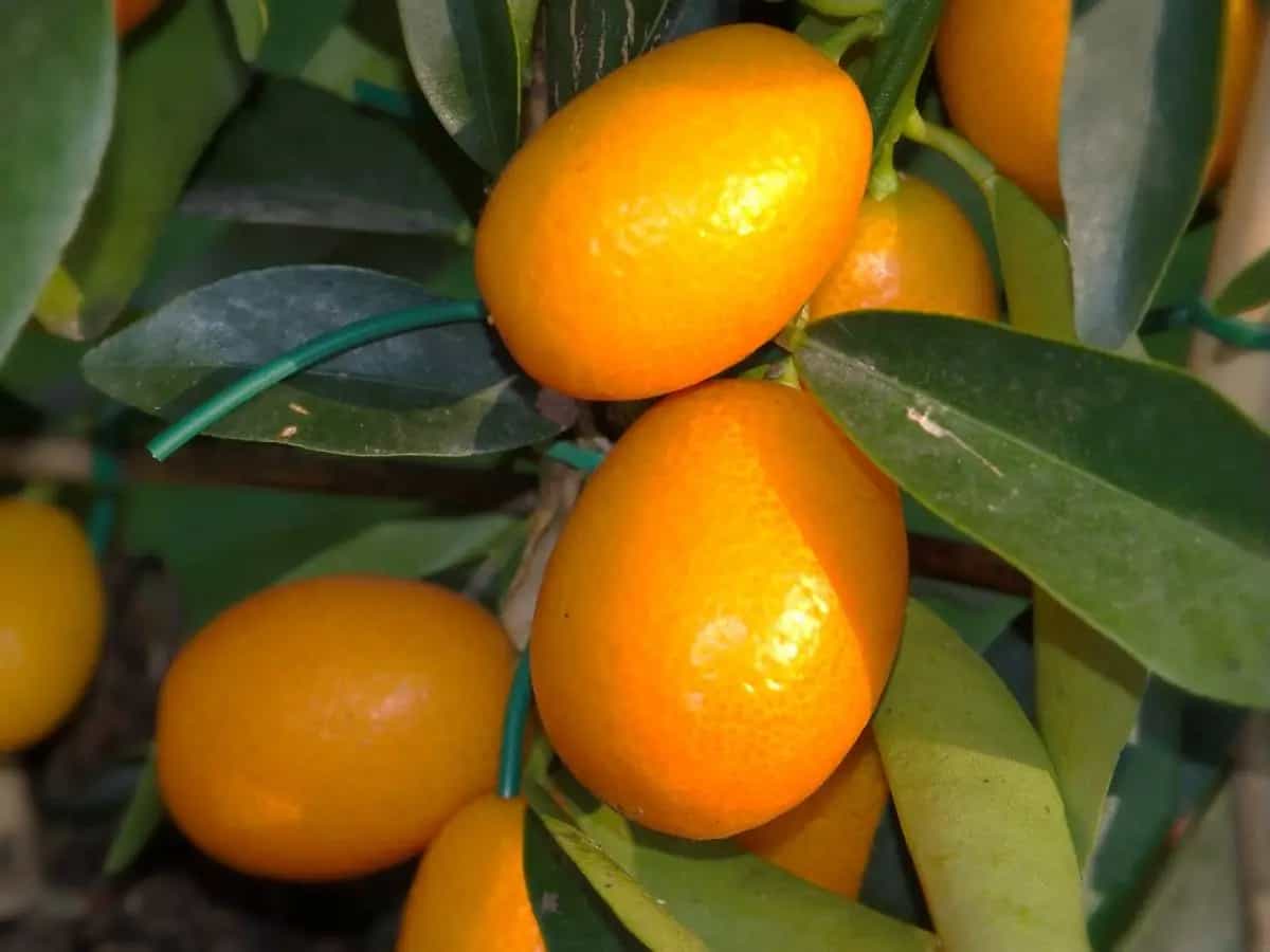 mandarini cinesi