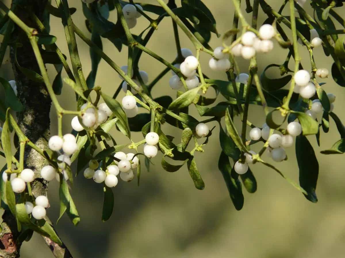 origine tradizione vischio