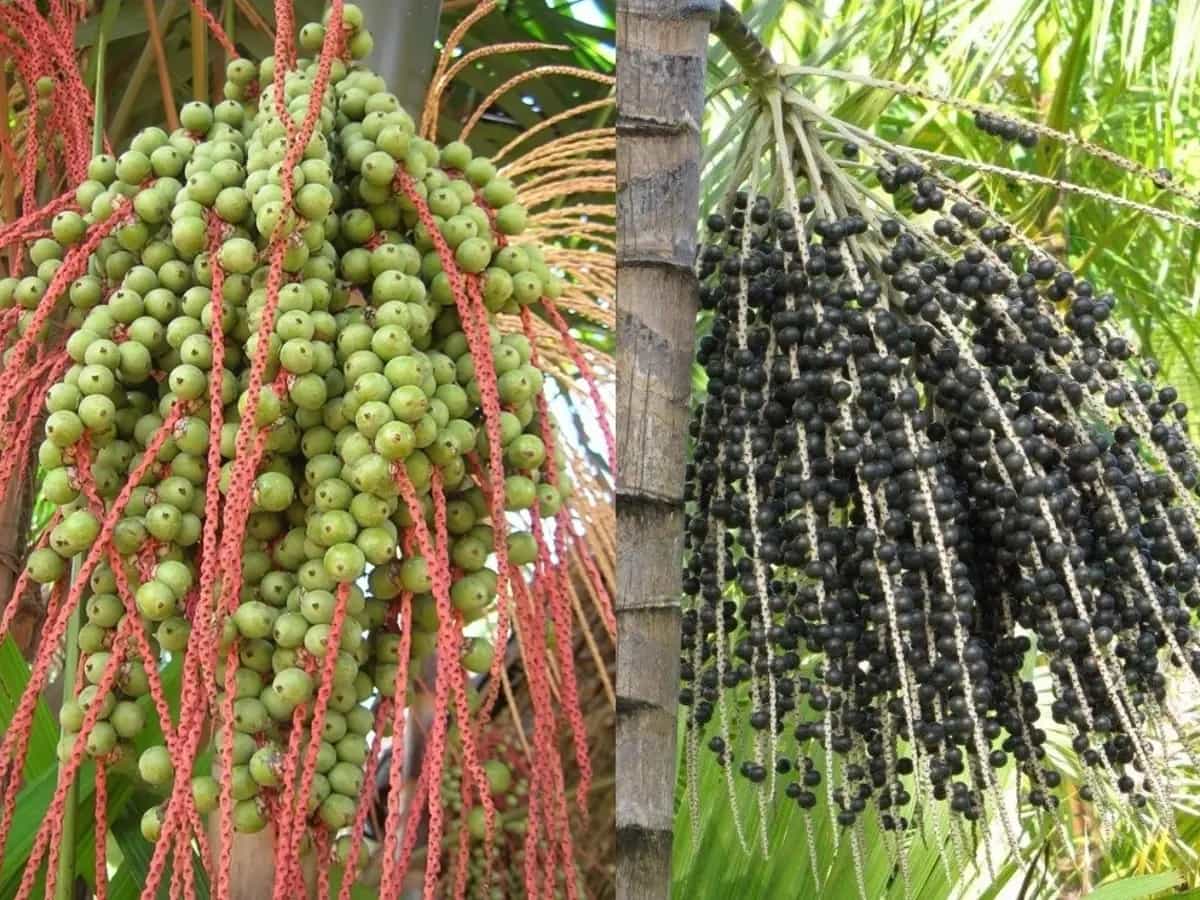 bacche acai cosa sono
