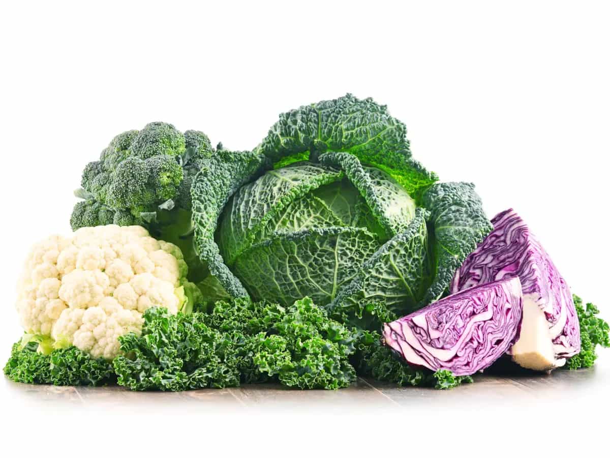differenza cavolfiore verza