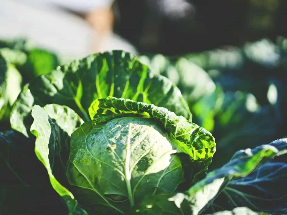 Escrementi umani come fertilizzanti: uno studio dimostra la loro efficacia